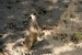 Panáčkující surikata